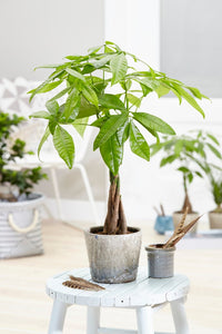 Money Tree "Lucky Fortune Twist" 5 Stem - Ladybird Nursery