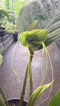 Green Bat Plant (Tacca chantrieri) - Large - Ladybird Nursery