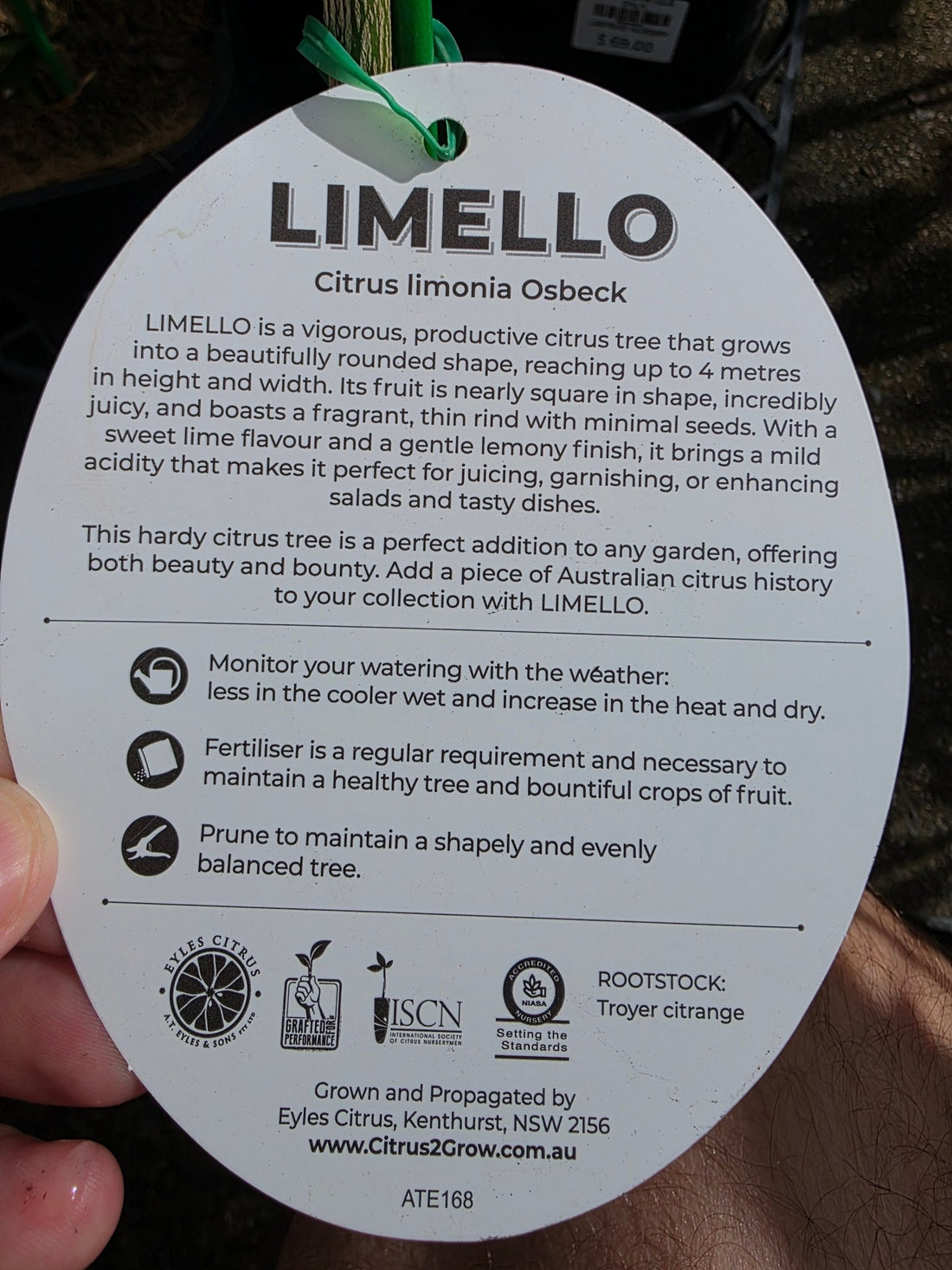 'Limello' Lime (QLD ONLY) - Ladybird Nursery