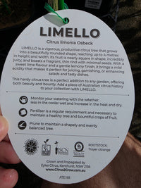'Limello' Lime (QLD ONLY) - Ladybird Nursery