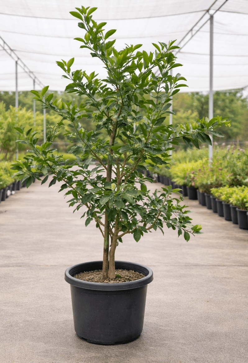 Lime 'Tahitian' 500mm Pot (PICKUP ONLY) - Ladybird Nursery