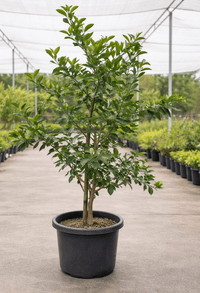 Lime 'Tahitian' 500mm Pot (PICKUP ONLY) - Ladybird Nursery