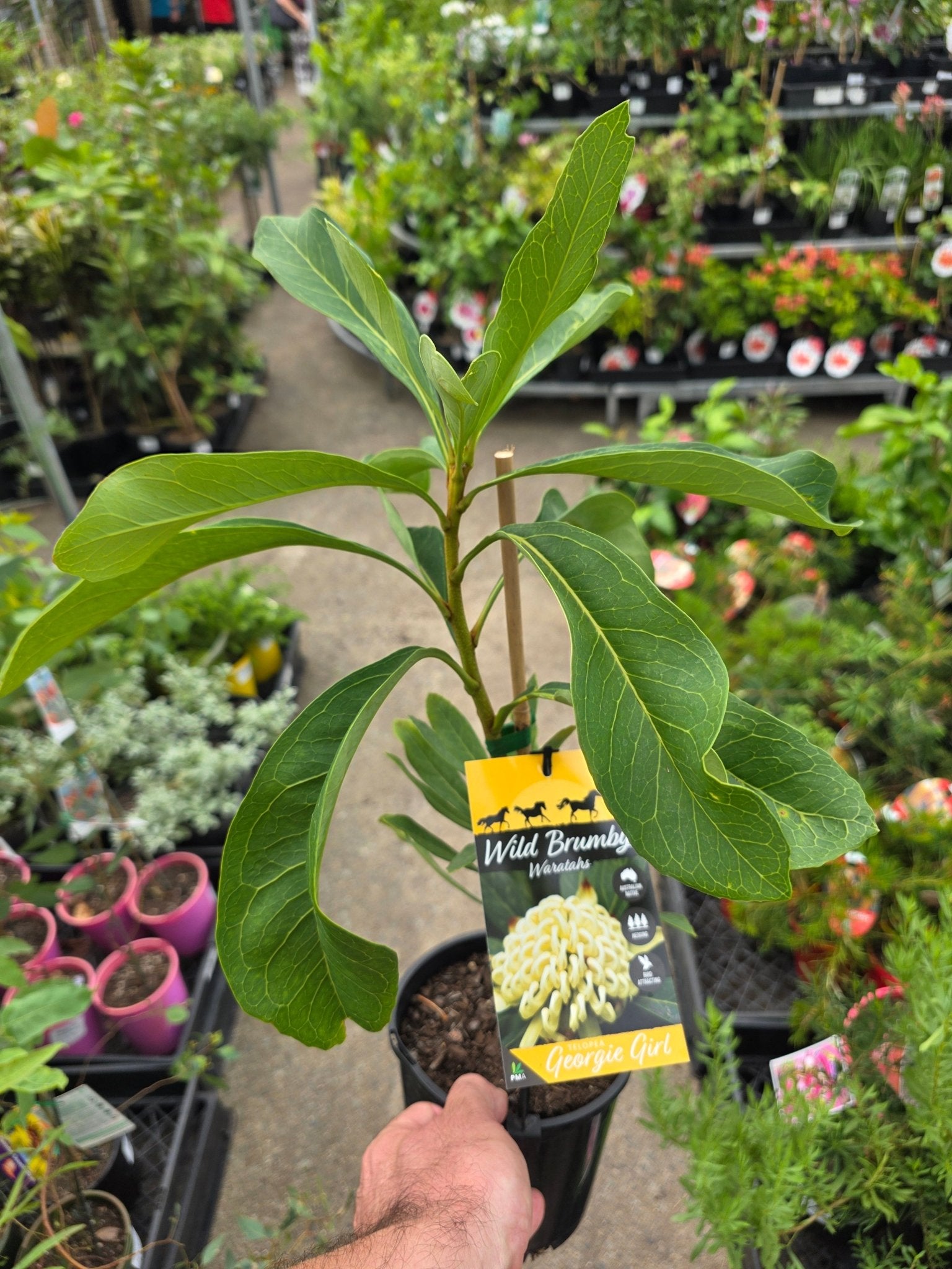 Waratah Wild Brumby 'Georgie Girl (Telopea) - Ladybird Nursery