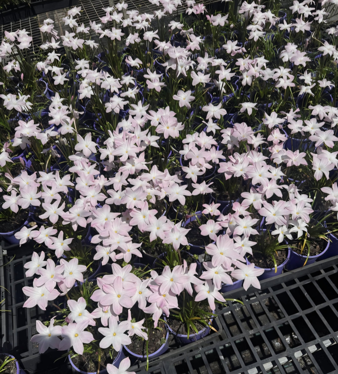 Rain Lily 'La Bufa Rosa' (Zephyranthes) - Ladybird Nursery