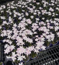 Rain Lily 'La Bufa Rosa' (Zephyranthes) - Ladybird Nursery