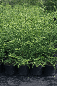 Coast Redwood (Sequoia sempervirens) - Ladybird Nursery