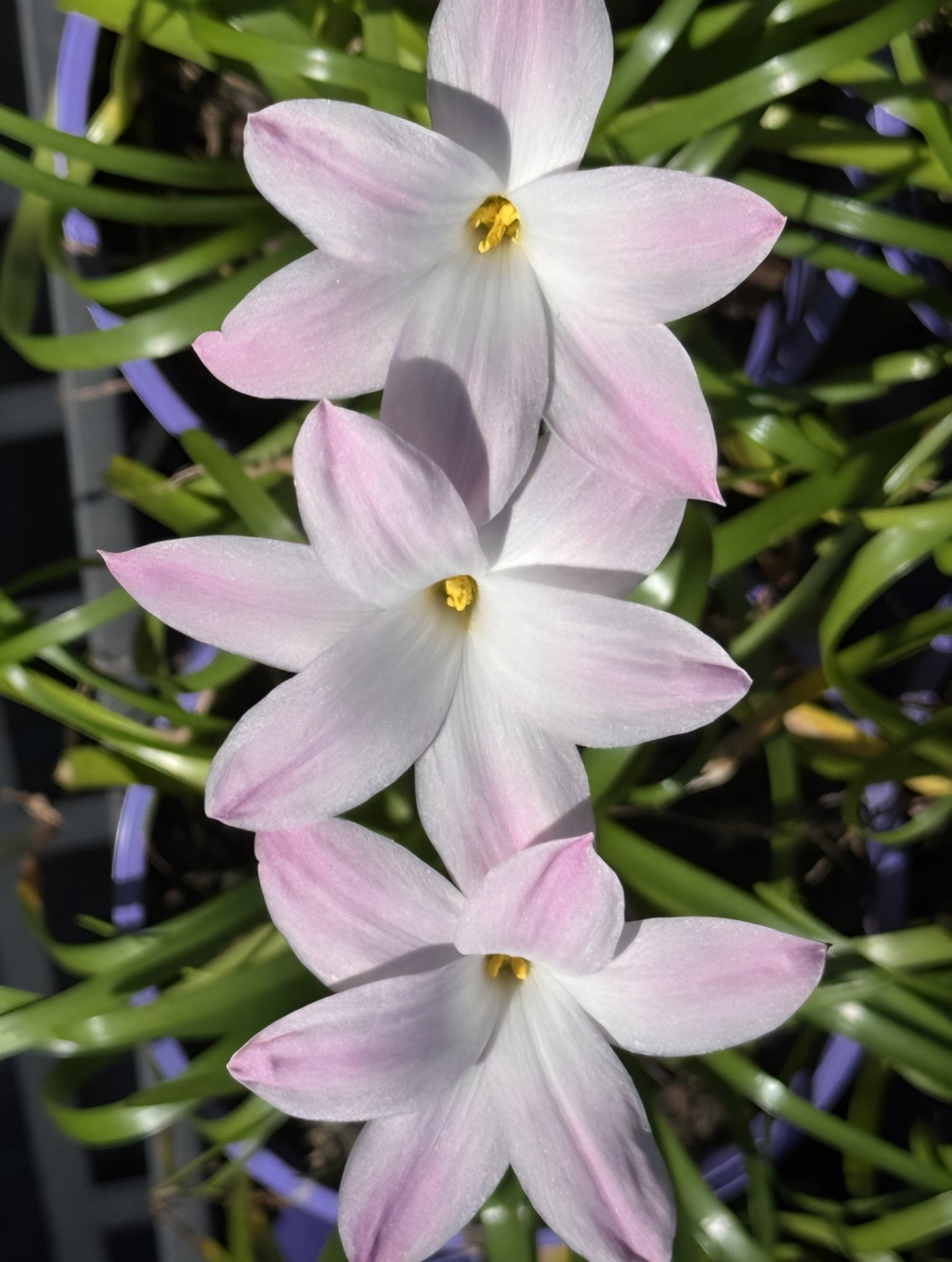 Rain Lily 'La Bufa Rosa' (Zephyranthes) - Ladybird Nursery
