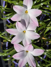 Rain Lily 'La Bufa Rosa' (Zephyranthes) - Ladybird Nursery