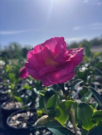 Camellia Rose Ann (Camellia sasanqua) - Ladybird Nursery