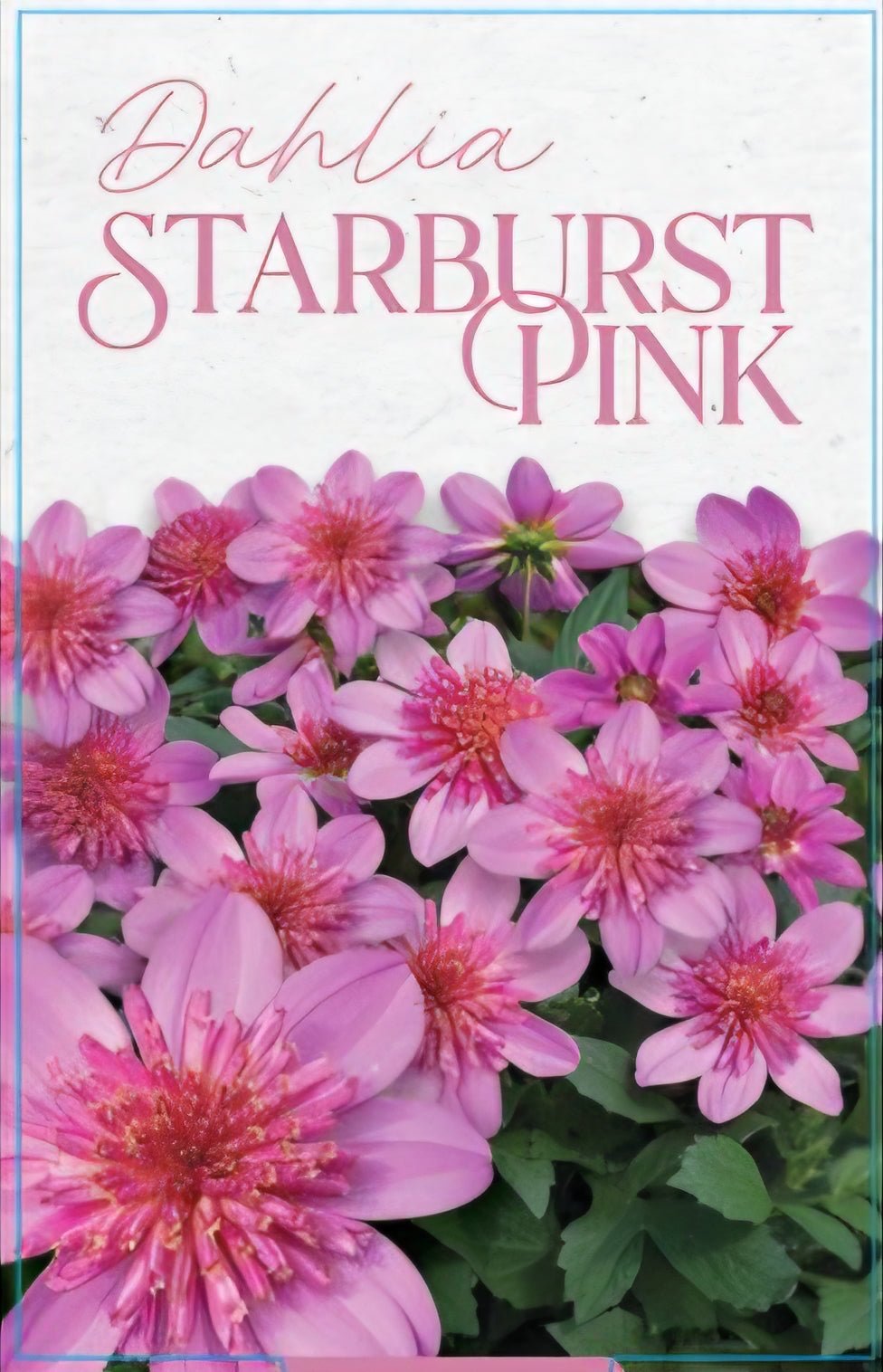 Dahlia 'Starburst Pink' - Ladybird Nursery