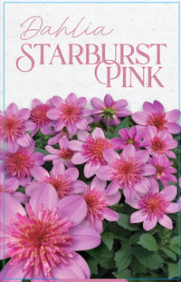 Dahlia 'Starburst Pink' - Ladybird Nursery