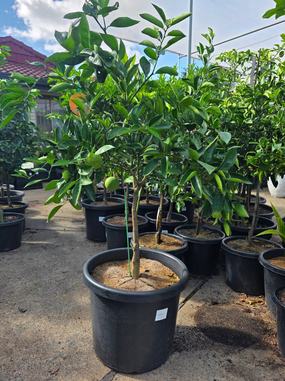 Washington Navel Orange LARGE 500mm/45Ltr PICKUP ONLY - Ladybird Nursery