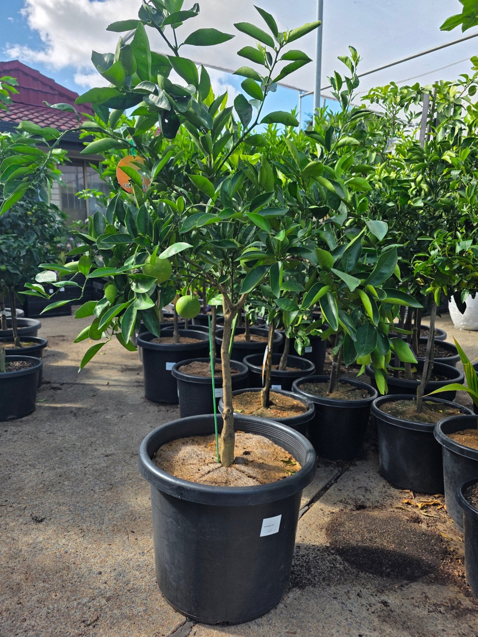 Washington Navel Orange LARGE 500mm/45Ltr PICKUP ONLY - Ladybird Nursery