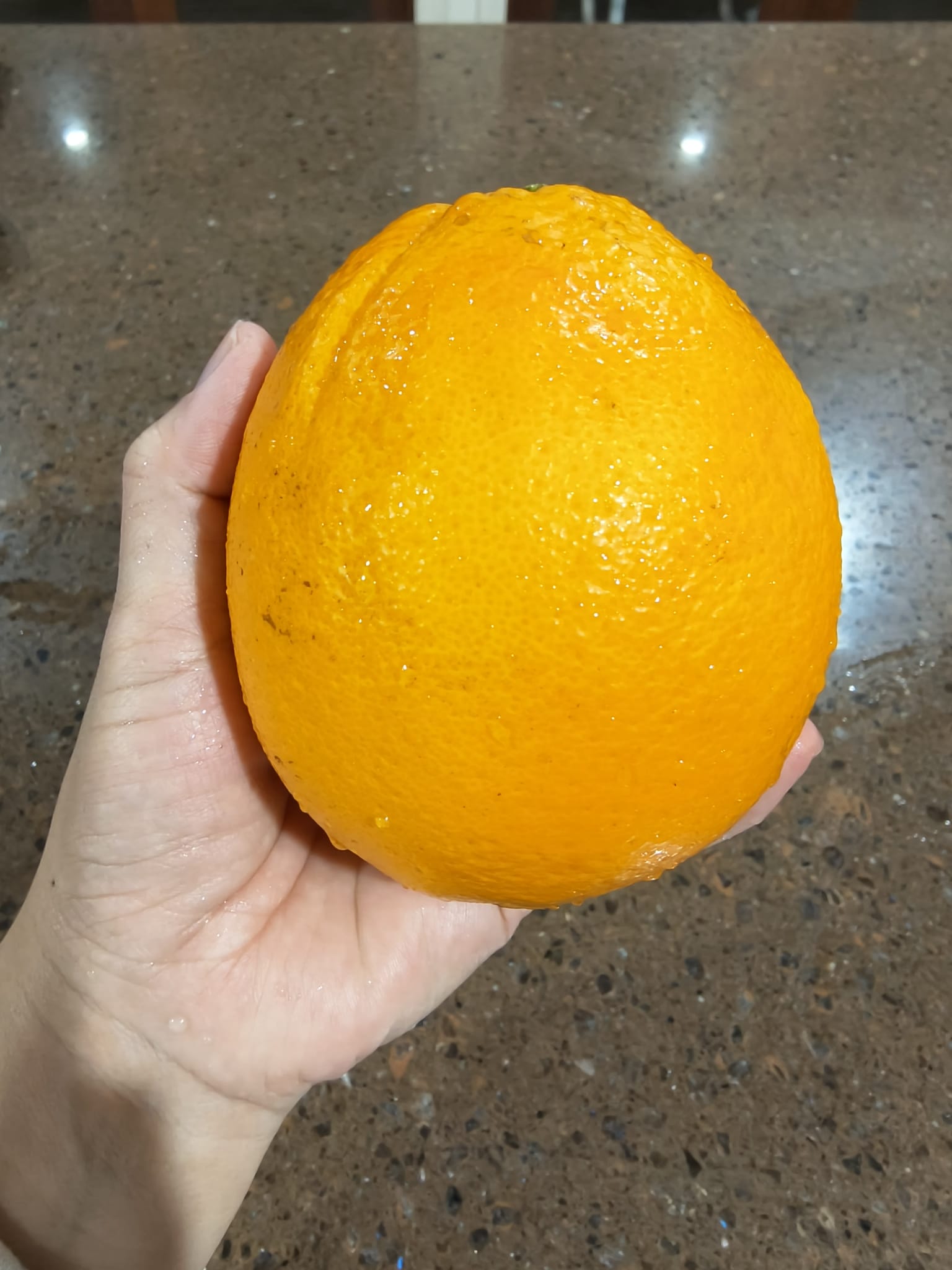Orange 'The Footy Navel' (QLD Only) - Ladybird Nursery