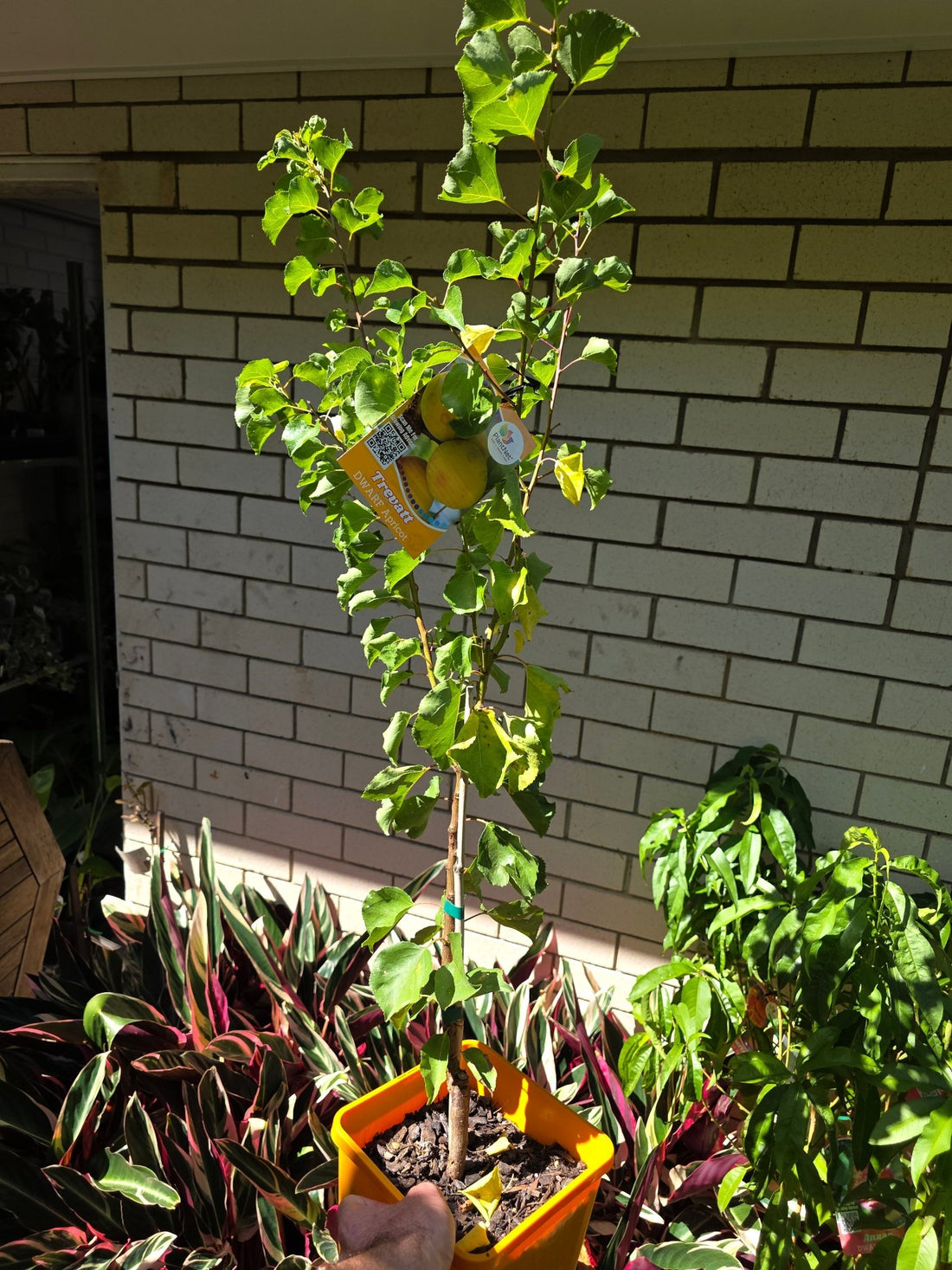 Dwarf Apricot 'Trevatt' - Ladybird Nursery