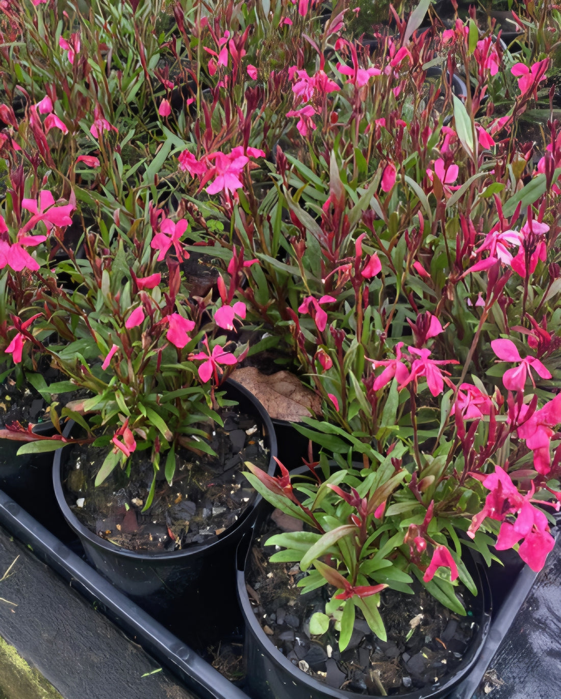 Gaura Belleza 'Dark Pink' (Gaura lindheimeri) - Ladybird Nursery