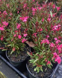 Gaura Belleza 'Dark Pink' (Gaura lindheimeri) - Ladybird Nursery