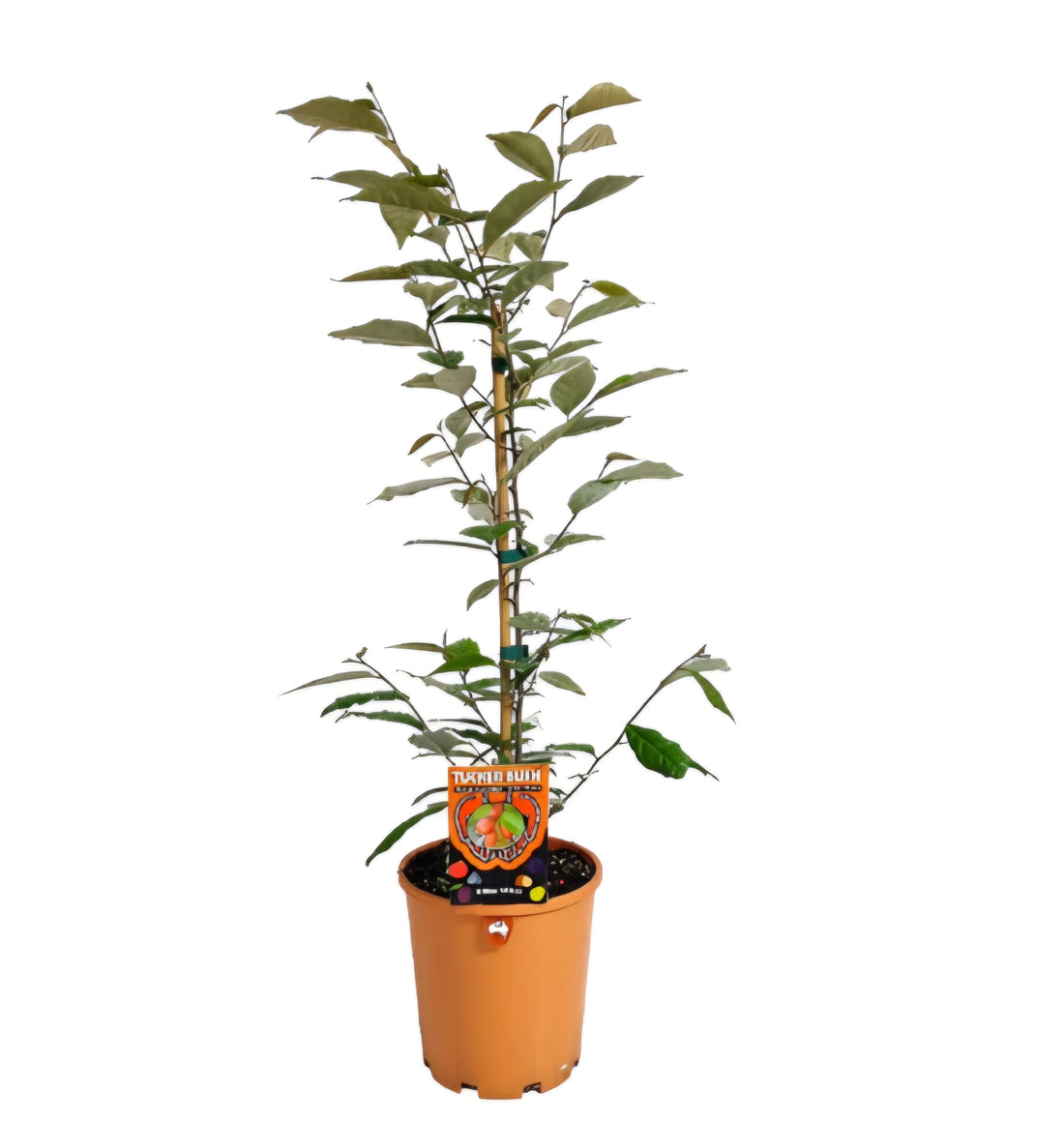 Tucker bush Millaa Millaa (Elaeagnus triflora) - Ladybird Nursery