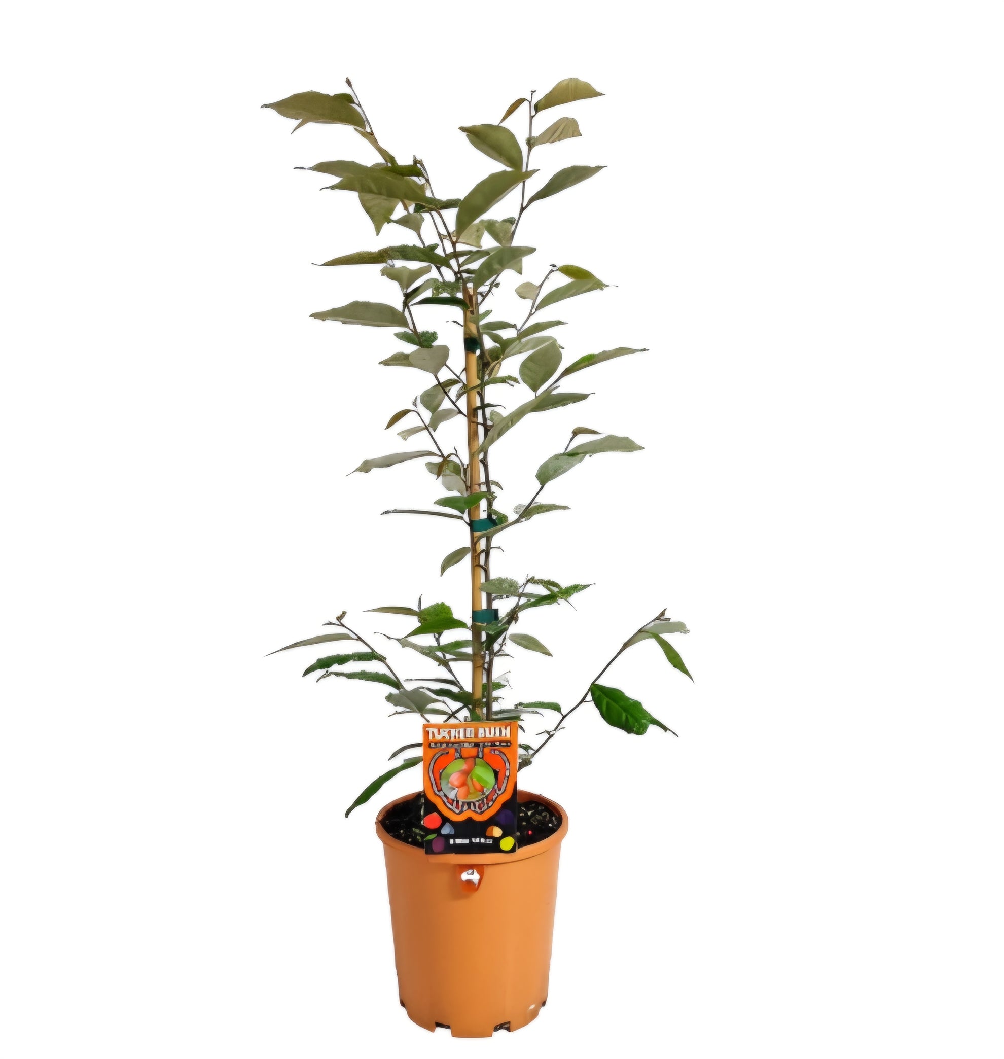 Tucker bush Millaa Millaa (Elaeagnus triflora) - Ladybird Nursery