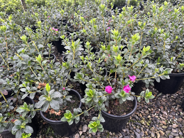 Azalea Violacea - Large - Ladybird Nursery