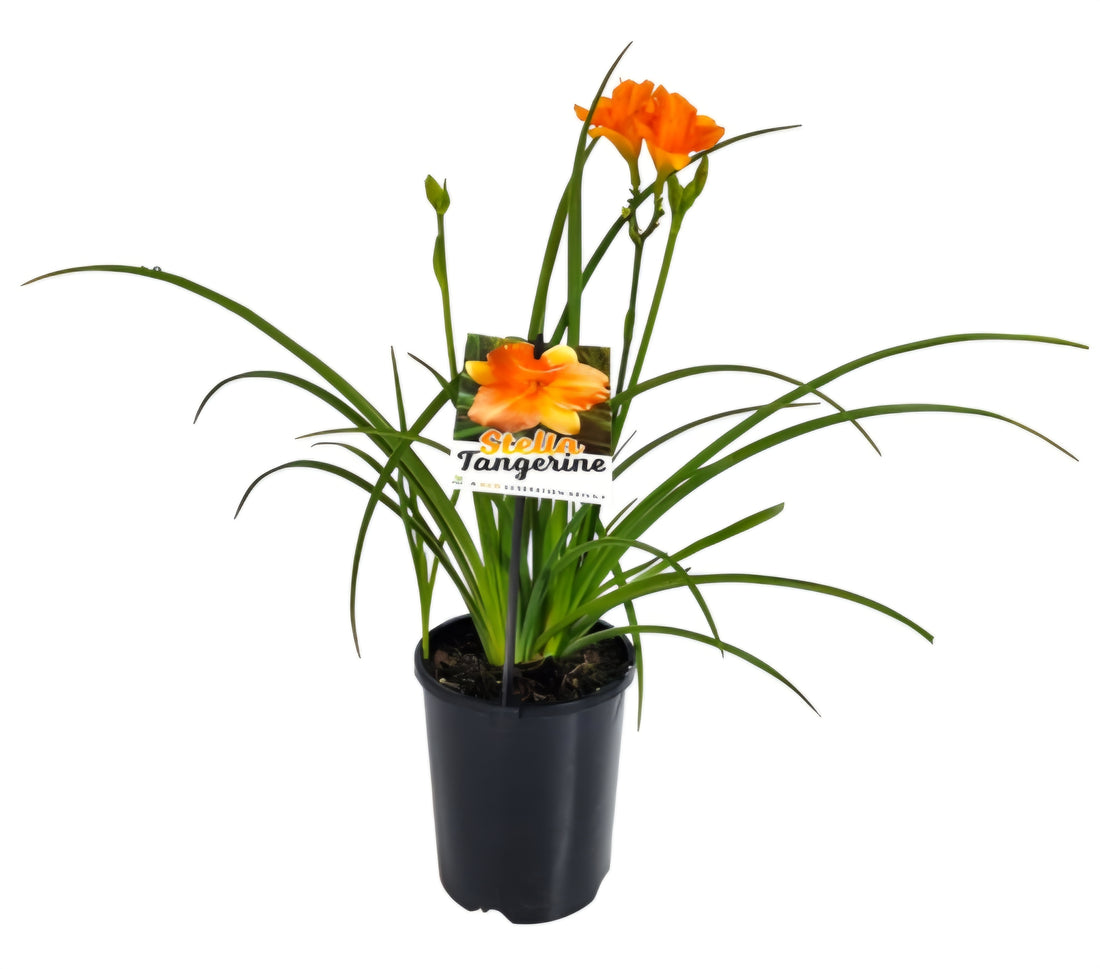 Daylily Stella Tangerine (Hemerocallis ) - Ladybird Nursery