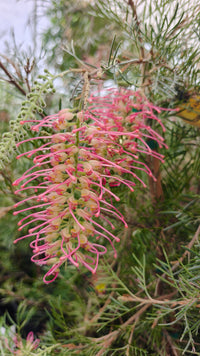 Dwarf Grevillea 'Billy Bonkers'