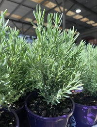 Lavender - The Princess (Lavandula hyb.)