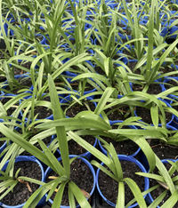Agapanthus River Garden Blue