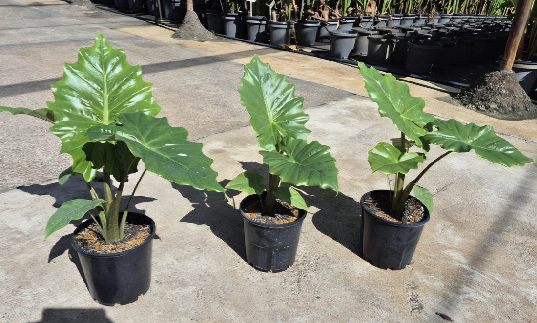 Elephant Ear (Alocasia Portodora)