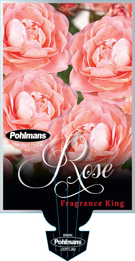 Rosa ‘Terrazza® Fragrance King’ - Ladybird Nursery