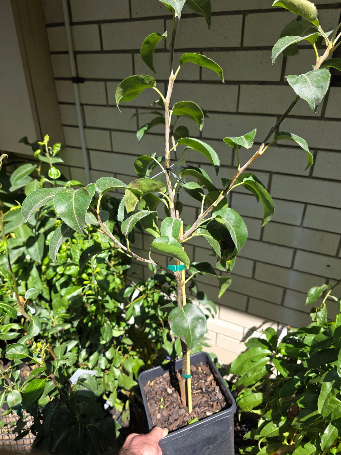 Nashi Pear Chojuro - Ladybird Nursery