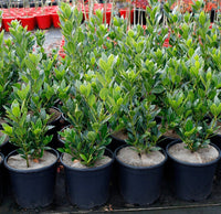 Dwarf Bay Leaf ‘Baby Bay’ - Large - Ladybird Nursery