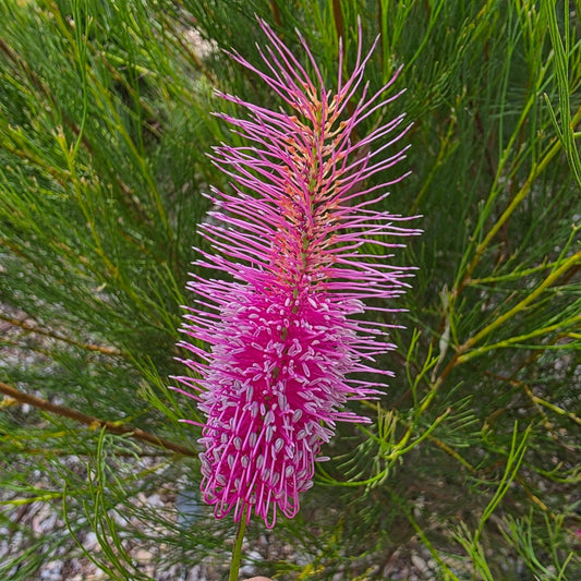 Grevillea 'Panrock Princess' - Ladybird Nursery