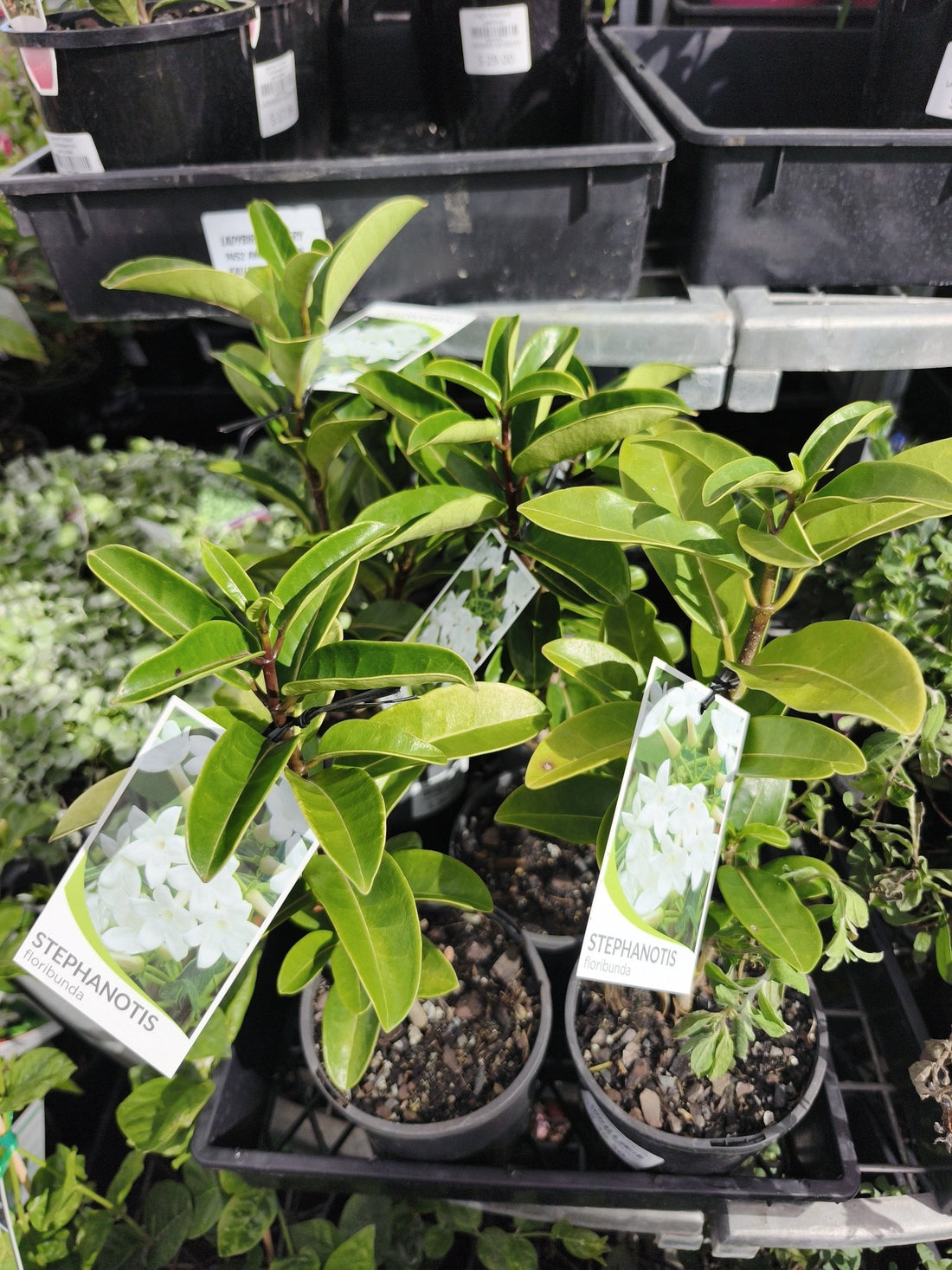 Madagascar Jasmine (Stephanotis floribunda) - Ladybird Nursery