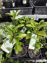 Madagascar Jasmine (Stephanotis floribunda) - Ladybird Nursery