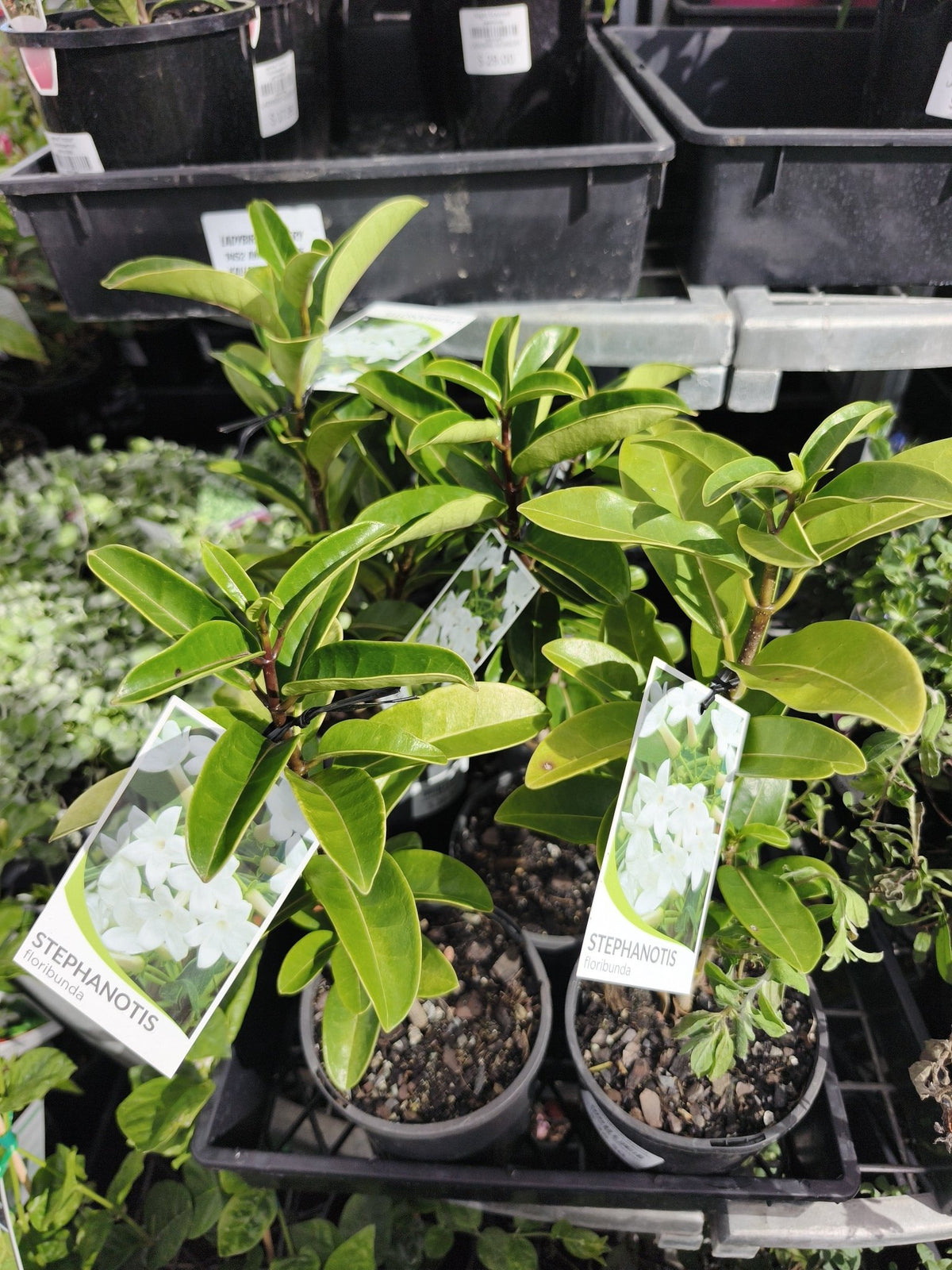 Madagascar Jasmine (Stephanotis floribunda) - Ladybird Nursery