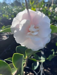 Camellia 'Snow'