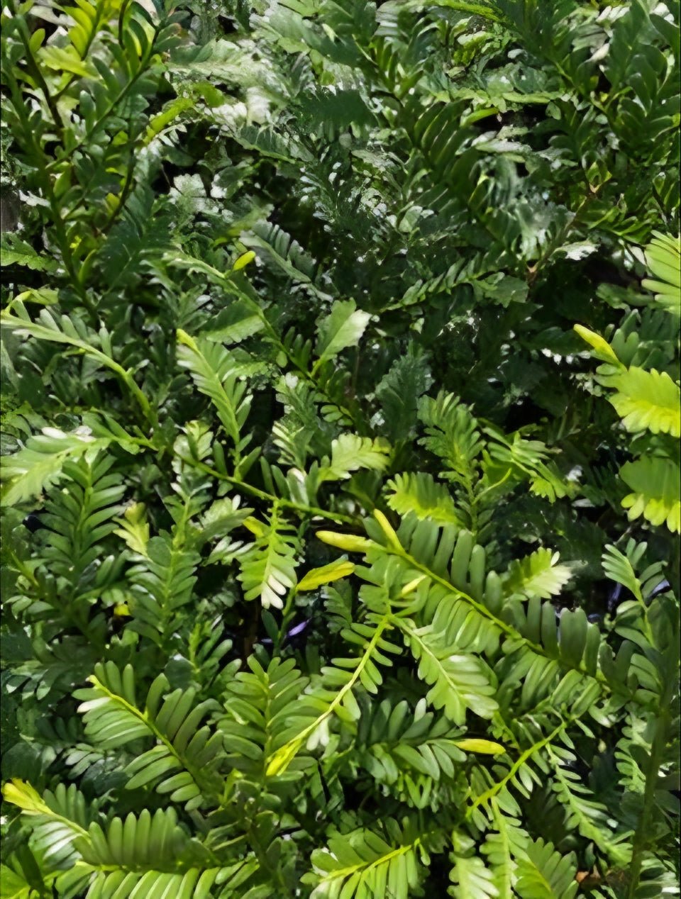 Mount Spurgeon Black Pine (Prumnopitys ladei) - Ladybird Nursery