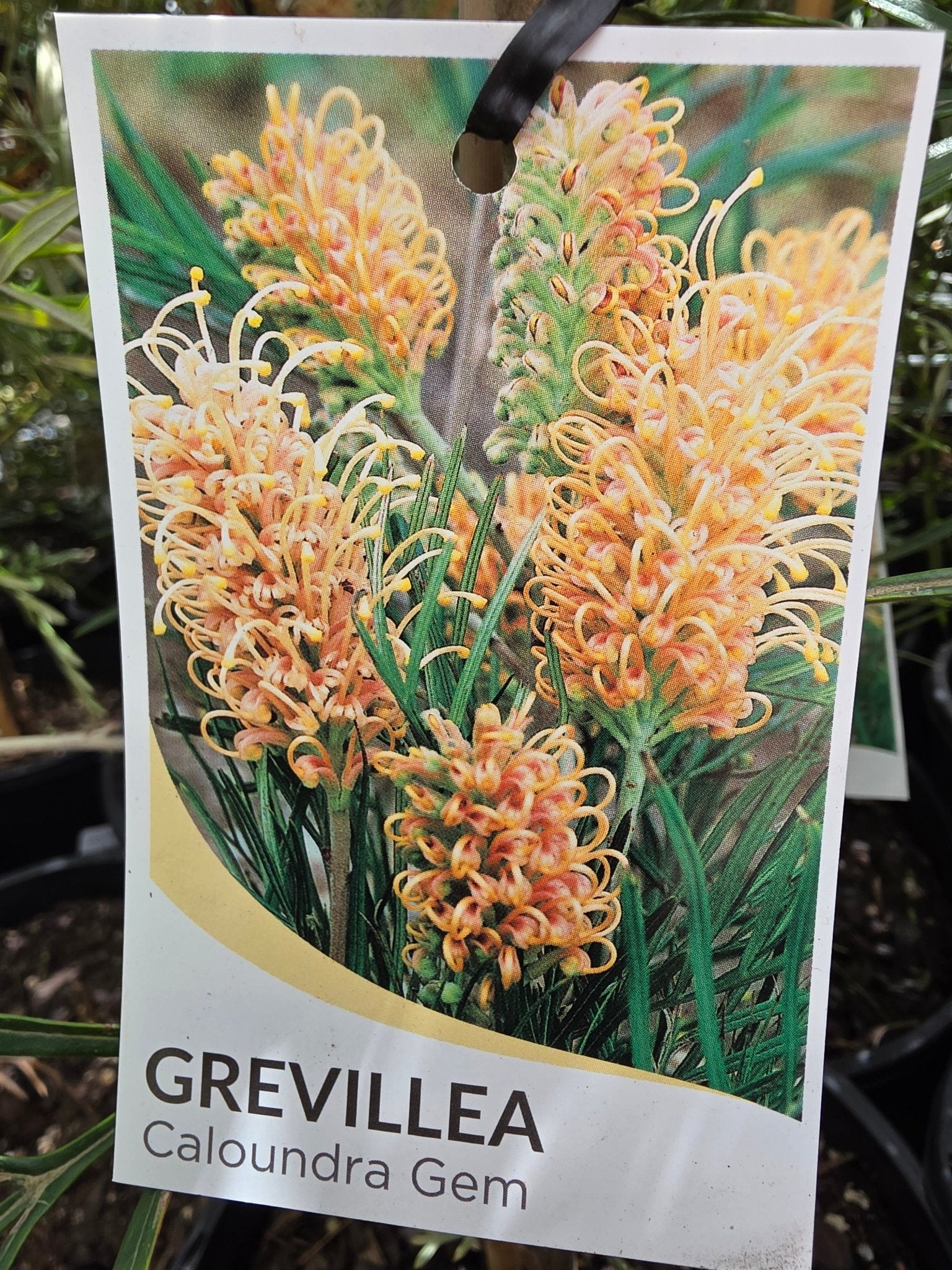 Grevillea Caloundra Gem - Ladybird Nursery