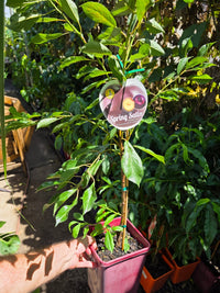 Plumcot Spring Satin - Ladybird Nursery
