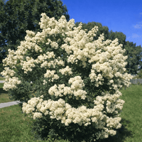 Paperbark 'Snow in Summer' (Melaleuca linariifolia) - Ladybird Nursery