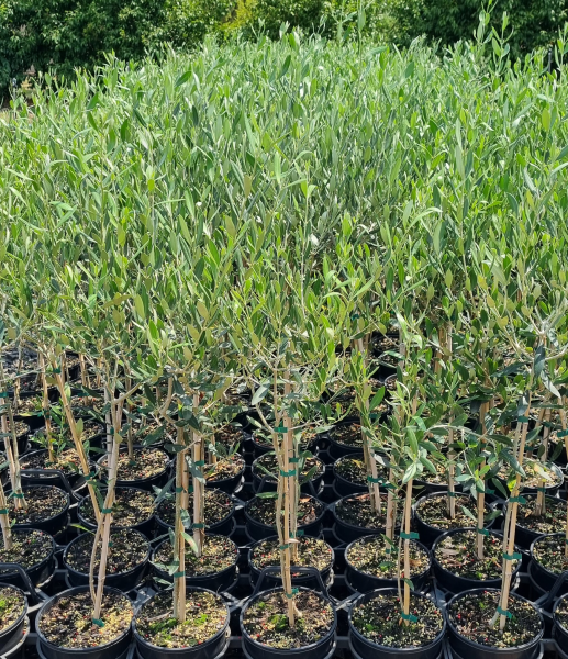 Olive ‘Manzanillo’ (Olea europaea) - Large - Ladybird Nursery