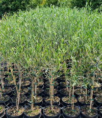 Olive ‘Manzanillo’ (Olea europaea) - Large - Ladybird Nursery