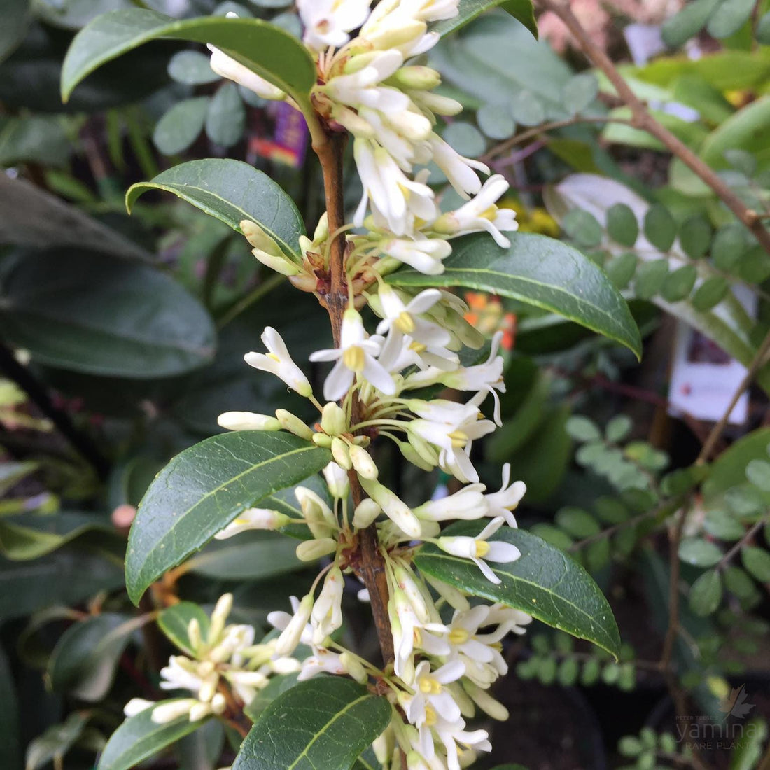 Osmanthus 'Pearly Gates' - Large