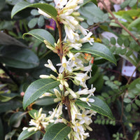 Osmanthus 'Pearly Gates' - Large