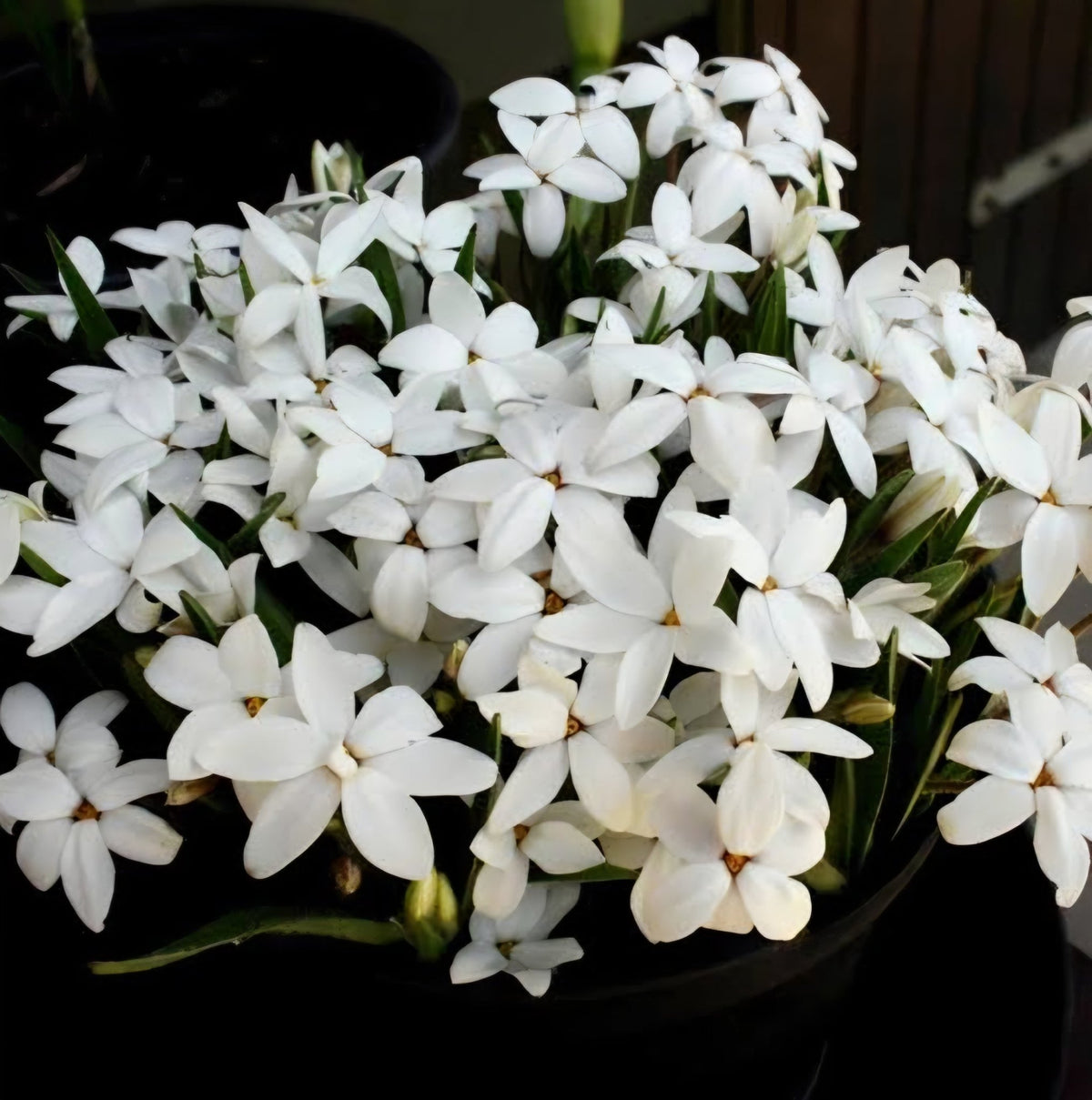Rhodohypoxis 'Fairy Snow' - Ladybird Nursery