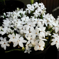 Rhodohypoxis 'Fairy Snow' - Ladybird Nursery