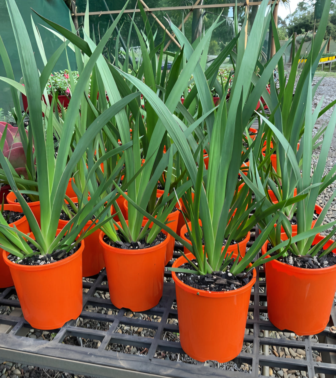 Kangaroo Paw 'Landscape Tangerine' (Anigozanthos) - Ladybird Nursery