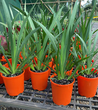 Kangaroo Paw 'Landscape Tangerine' (Anigozanthos) - Ladybird Nursery