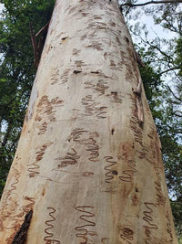 Scribbly Gum (Eucalyptus racemosa)